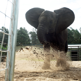 El elefante Nelly da una patada al balón para predecir los resultados del partido de Alemania contra Ucrania en la Eurocopa 2016, en el Safari Park en Hodenhagen, Alemania. REUTERS/Fabian Bimmer