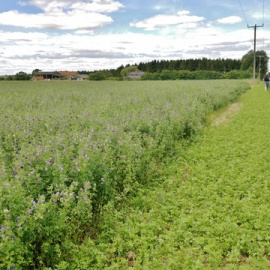 La exportación de alfalfa deshidratada desde España a China superó las 14.000 toneladas en solo ocho meses.