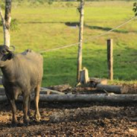 Los búfalos que acabaron con la coca en Colombia