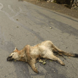 Un zorro muerto sobre una carretera en EEUU | EFE