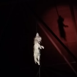 Un gato aparece apaleado y colgado de una soga en plena vía pública en Madrid