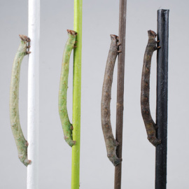 Las larvas de la polilla moteada cambian de color según la rama en la que estén. / Arjen van't Hof, University of Liverpoool