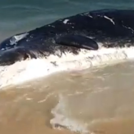La ballena muerta en la playa de Mataró.- CAPTURA DEL VIDEO DE ANTENA 3 NOTICIAS