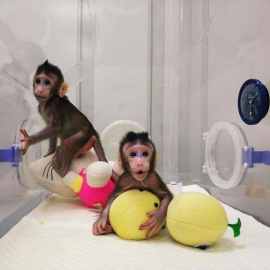 Los monos clonados Zhong Zhong y Hua Hua. AFP