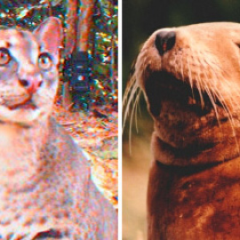 Un gato dorado africano y un león marino de Nueva Zelanda.-