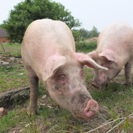 La ganadería familiar del porcino está sucumbiendo ante el avance de las macrogranjas y la industrialización del sector | PxHere