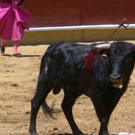 Así aprenden los toreros a matar crías de vaca. /PACMA