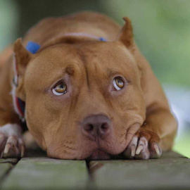 24/07/2019 - Sayuri, una pitbull terrier que aparece en la película 'Érase una vez en… Hollywood' de Quentin Tarantino. / REUTERS