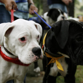 Otros países firmantes del Convenio introdujeron una excepción para poder amputar los rabos de los animales, como quería el PP. EFE