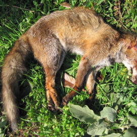Un zorro abatido durante una de las batidas de caza de zorros en Galicia. ASOCIACIÓN LIBERA