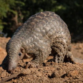 Un ejemplar de pangolín en el noreste de India. / Neil D'Cruze