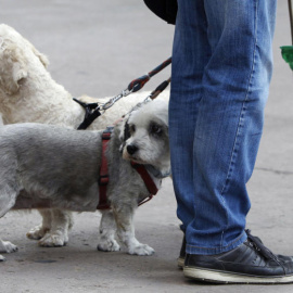 En Benalmádena los ciudadanos con mascota deberán limpiar el pipí del animal - EFE