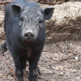 Uno de los cerdos vietnamitas rescatados en estado de abandono de una finca de Tarragona. / FAADA