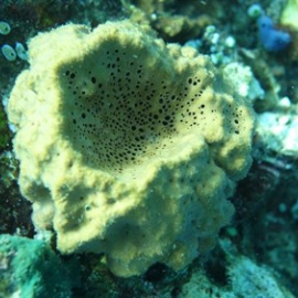 Esponja marina. Europa Press