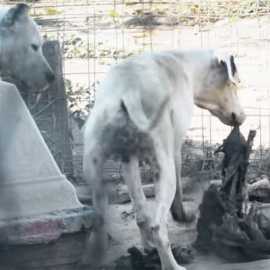 Una captura del vídeo en el que la ONG Equalia denuncia el espeluznante caso de maltrato a unos perros.