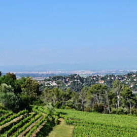 Vinyes de la DO Catalunya a la Serra de Collserola.