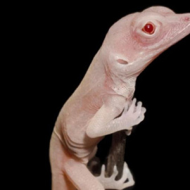 Imagen de una cría de lagarto albino. / Doug Menke