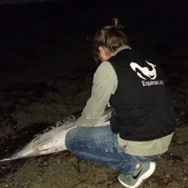 Aparece muerto un delfín en Roquetas de Mar con heridas y un nombre grabado en el costado./ EQUINAC
