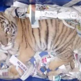 Hallan un cachorro de tigre sedado y deshidratado en una caja de envío urgente en correos. Facebook/Policía Federal