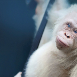 Liberan a Alba, la orangutana albina de la isla de Borneo | EFE