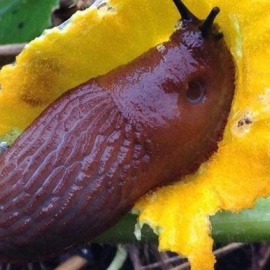 Foto: CAROLA PETERSEN, HINRICH SCHULENBURG, KIEL UNIVERS