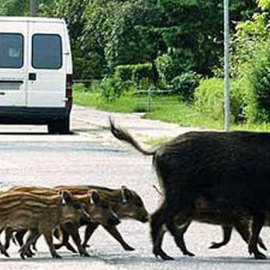 El 33% de accidentes causados por colisión con fauna son con jabalíes. EFE