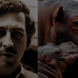 Los hipopótamos de Pablo Escobar: un problema medioambiental