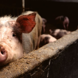 La granja de cerdos de 'Salvados'