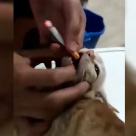 Un joven introduce un cigarro encendido en la boca a un gato. PACMA