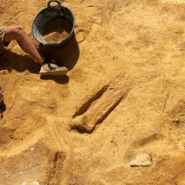 Un paleontólogo junto a varios huesos del dinosaurio saurópodo hallado en Algora. / UNED