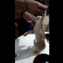 Captura del vídeo difundido en el que unos jóvenes obligan a fumar a una cría de gato en El Ejido. (EP)