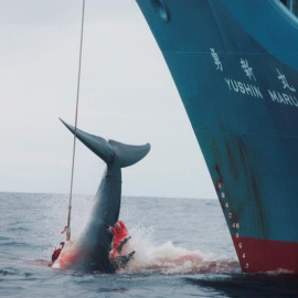 Japón reanudará la caza comercial de ballenas en 2019.- EFE/EPA/JEREMY SUTTON-HIBBERT
