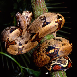 Boa constrictor.