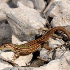 Un ejemplar de Podarcis melisselensis. / Benny Trapp