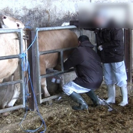 Imagen de la Guardia Civil de una de las granjas investigadas /EUROPA PRESS