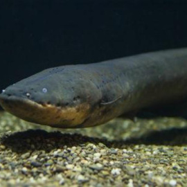 Anguila eléctrica en un acuario. / David de Santana