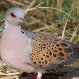 Imagen de archivo de una tórtola europea. - EFE / Imagen: XPixel-Shutterstock-SEO/BirdLife