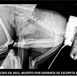 Radiografía del lince Marvel, asesinado por un cazador furtivo.- IBERLINCE