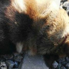 Aparecen 20 perros que murieron atados a la vía del tren. / PACMA