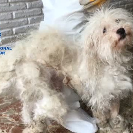 Detenido un matrimonio que tenía 39 gatos y 13 perros hacinados en su casa en condiciones lamentables.