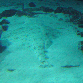 Tiburón Ángel./ Wikipedia