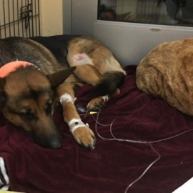 Rex convaleciente de sus heridas. | EP