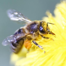 Una abeja recolecta néctar de una flor. REUTERS