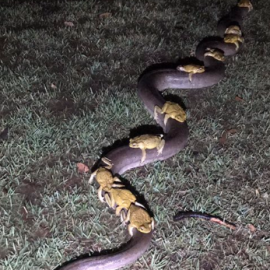 Sapos subidos sobre una serpiente pitón./Twitter