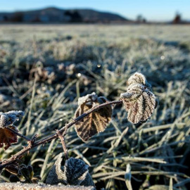07/01/2019.- La localidad orensana de Xinzo de Limia lleva registrando los pasados días temperaturas de -5 ºC, convirtiéndose en una de las temperaturas más gélidas de Galicia. En la imagen, vista de un campo helado en el municipio de Xinzo