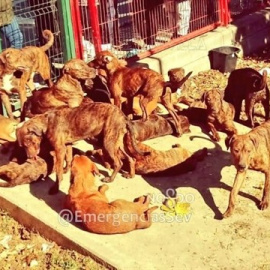 Perros abandonados en Sevilla. EMERGENCIAS SEVILLA