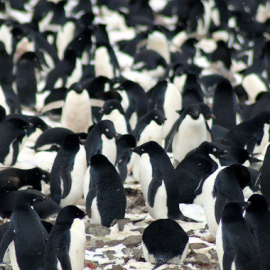 Los investigadores hallaron 751.527 parejas de pingüinos Adelia, un número mayor que el del resto de toda la península antártica. / Louisiana State University