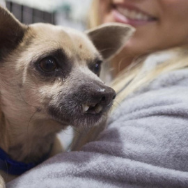 El perro Lucky, podrá alimentarse con normalidad tras la operación. Hospital Veterinario València Sur