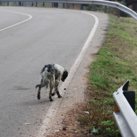 Las cifras son abrumadoras, más de 150.000 animales de compañía son abandonados cada año, lo que nos otorga el dudoso honor de encabezar la lista de países europeos con mayor tasa de abandono.