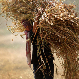 Un joven sirio lleva una pila de trigo en un campo cerca de la ciudad controlada por los rebeldes de Hamouria, en la región oriental de Ghouta a las afueras de la capital Damasco. Sameer Al-Doumy / AFP